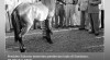 Foto Presiden Sukarno menerima pemberian kuda saat berkunjung di Sumbawa. 30 Oktober 1950.