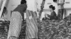 Foto beberapa pegawai wanita sedang mengolah daun tembakau di Gudang Tembakau N.V. A. Ismail Co (Ltd) hasil kerja sama dengan bantuan BNI Unit III di Kalisat, Jember, 6 Agustus 1956