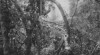 Memperingati Hari Keanekaragaman Hayati Internasional (International Day for Biologoical Diversity), 22 Mei. Foto pengunjung  memberi makan  seekor kera, di Pulau Keci yang berada di tengah Sungai Barito, Banjarmasin. 15 Maret 1949